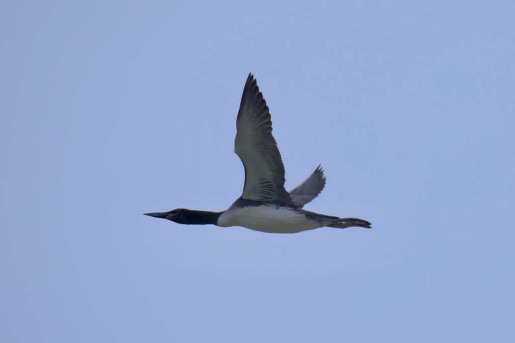 2022 Fall Waterbird Count: Week 1 - Mackinac Straits Raptor Watch