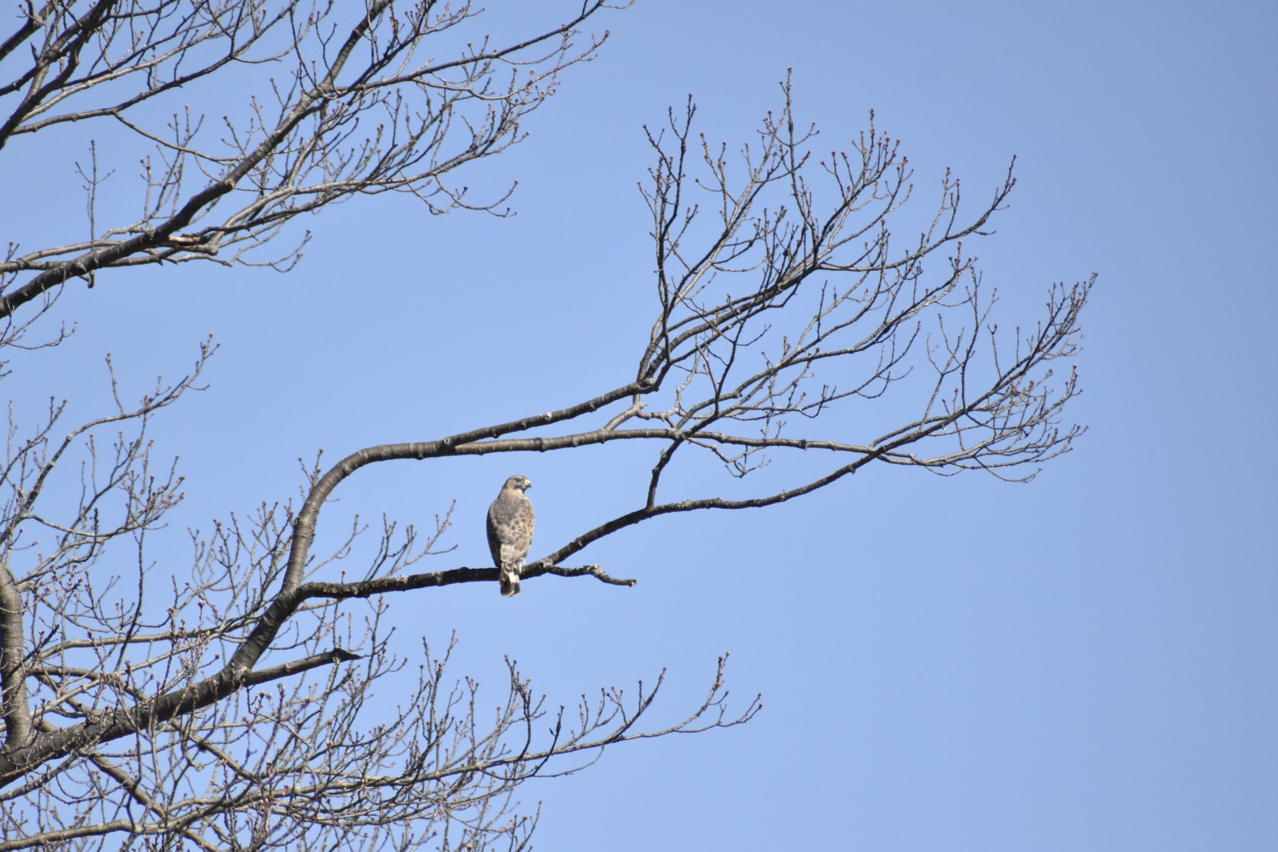 Mackinac Island Hawk Watch: Week 7 - Mackinac Straits Raptor Watch